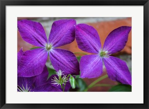 Framed Purple Clematis Flowers 2 Print