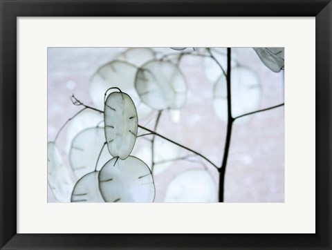 Framed White Money Plant Pods Print