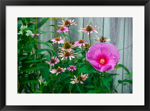 Framed Summer Garden Flowers 1 Print