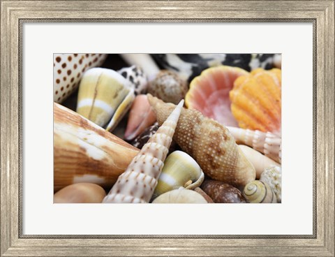 Framed Tropical Shell Still-Life 1 Print