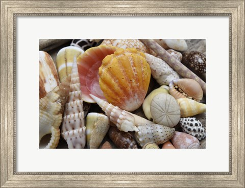 Framed Tropical Shell Still-Life 3 Print