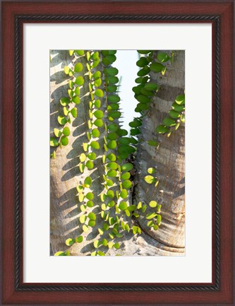 Framed Madagascar Spiny Forest, Anosy - Ocotillo Plants With Leaves Sprouting From Their Trunks Print