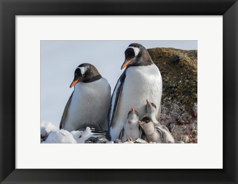 Framed Antarctica, Antarctic Peninsula, Brown Bluff Gentoo Penguin With Three Chicks Print