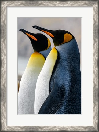 Framed South Georgia Island, St Andrews Bay King Penguins Print