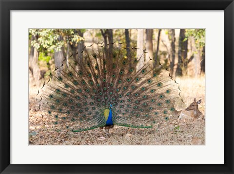 Framed India, Madhya Pradesh, Kanha National Park A Male Indian Peafowl Displays His Brilliant Feathers Print