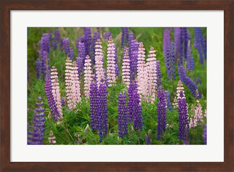 Framed New Zealand, South Island Lupine Flower Scenic Print