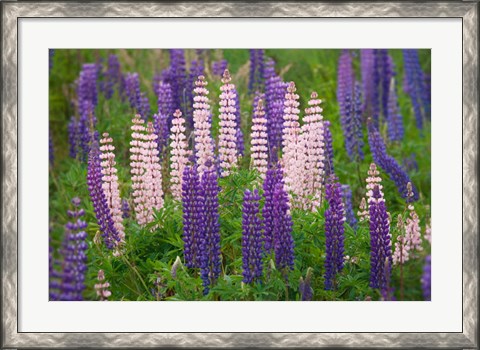 Framed New Zealand, South Island Lupine Flower Scenic Print