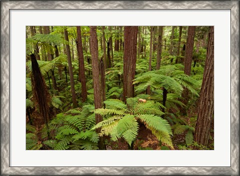 Framed Redwoods Treewalk At The Redwoods, Rotorua, North Island, New Zealand Print