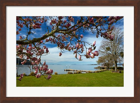 Framed Magnolia Tree In Bloom, And Lake Taupo, Braxmere, Tokaanu, Near Turangi, North Island, New Zealand Print