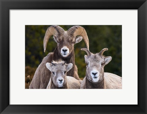 Framed Alberta, Jasper Bighorn Sheep Ram With Juveniles Print