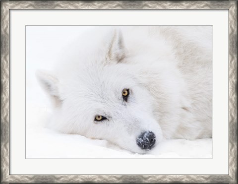 Framed Alberta, Yamnuska Wolfdog Sanctuary White Wolfdog Portrait Print