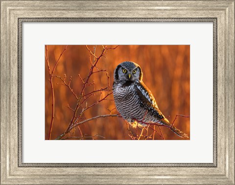 Framed British Columbia Northern Hawk Owl Perched On Blueberry Bush Print