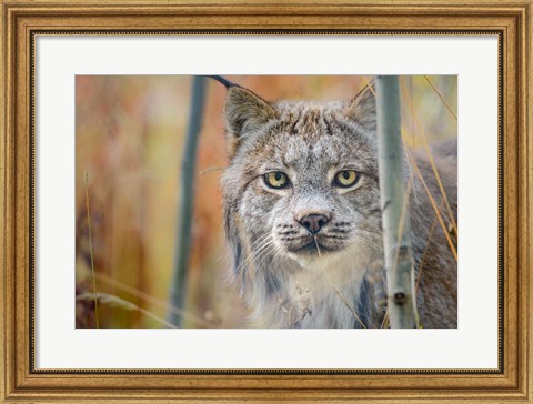 Framed Yukon, Whitehorse, Captive Canada Lynx Portrait Print