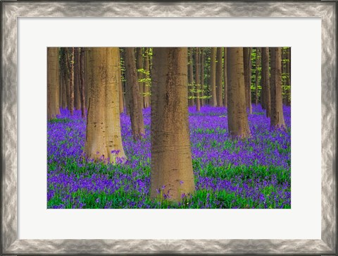 Framed Europe, Belgium Hallerbos Forest With Trees And Bluebells Print