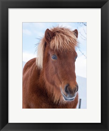 Framed Icelandic Horse In Fresh Snow Print