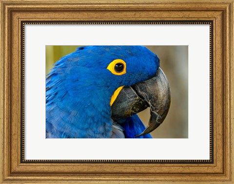 Framed Blue Hyacinth Macaw, Anodorhynchus Hyacinthinus Print