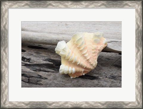 Framed Ruffled Clam Shell - Tridacna Squamosa Print