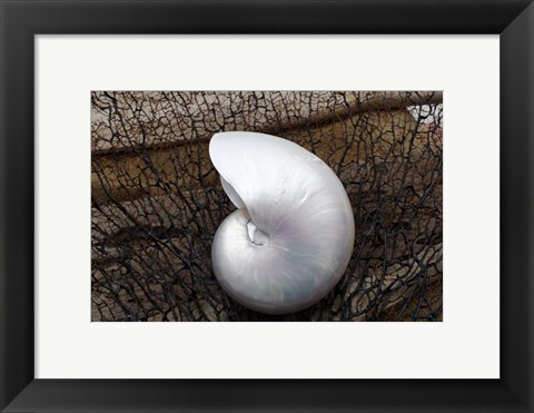 Framed Whole Pearl Nautilus Shell Print