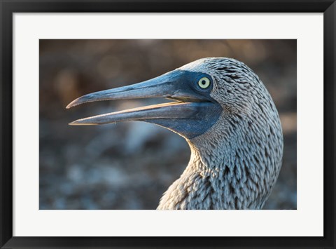 Framed Galapagos Islands, North Seymour Island Blue-Footed Booby Portrait Print