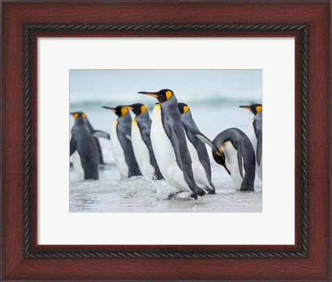 Framed King Penguin On Falkland Islands 2 Print
