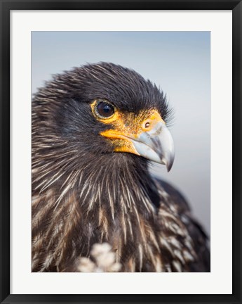 Framed Adult Striated Caracara, Protected, Endemic To The Falkland Islands Print