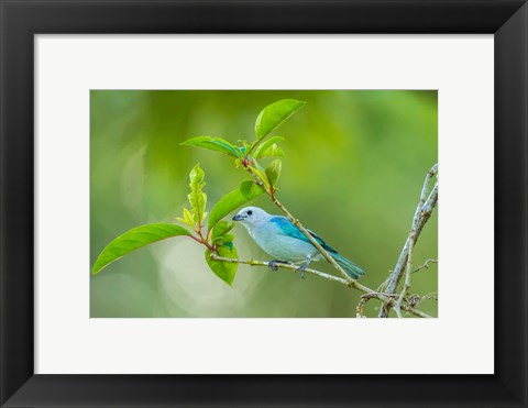Framed Costa Rica, Sarapiqui River Valley, Blue-Grey Tanager On Limb Print