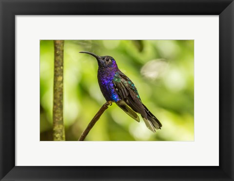 Framed Costa Rica, Monte Verde Cloud Forest Reserve Violet Sabrewing Close-Up Print