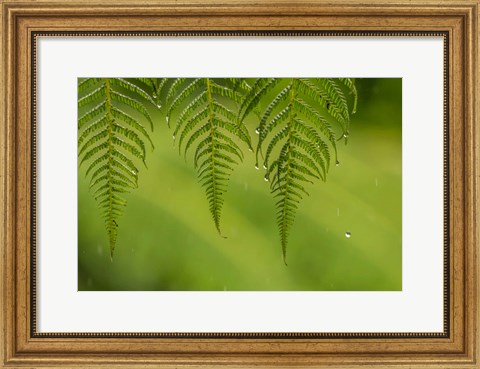 Framed Costa Rica, Sarapique River Valley Fern In Rain Print