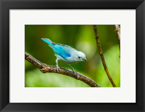 Framed Costa Rica, Sarapique River Valley Blue-Grey Tanager On Limb Print