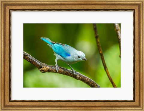 Framed Costa Rica, Sarapique River Valley Blue-Grey Tanager On Limb Print