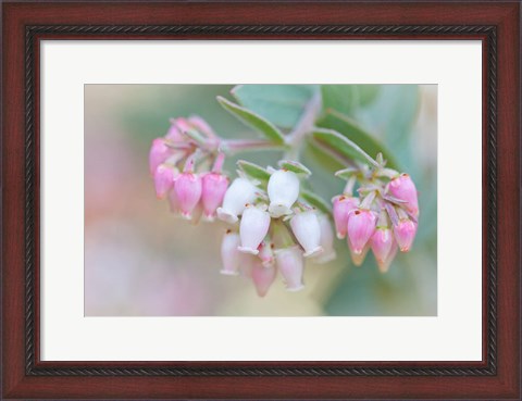 Framed Manzanita Flowers, Genus Arctostaphylos, Mount Diablo State Park Print