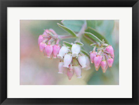 Framed Manzanita Flowers, Genus Arctostaphylos, Mount Diablo State Park Print