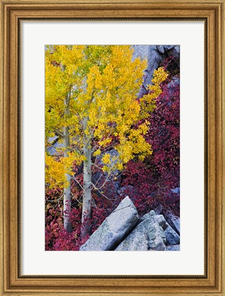 Framed California, Sierra Nevada Mountains Mountain Dogwood And Aspen Trees In Autumn Print