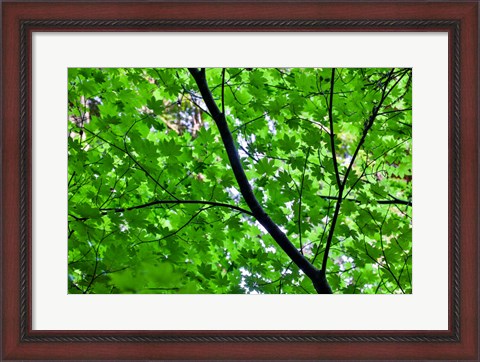 Framed Looking Up Into Vine Maple, Stout Grove, Jedediah Smith Redwoods State Park, Northern California Print
