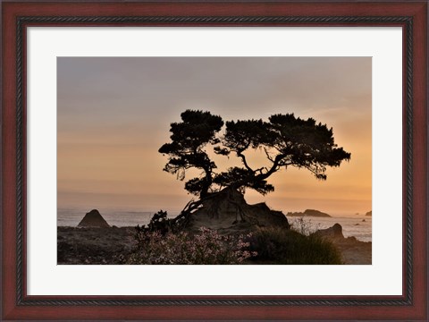 Framed Cypress Tree At Sunset Along The Northern California Coastline, Crescent City, California Print