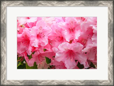 Framed Evergreen Azalea Blooms In The Spring And Summer Print