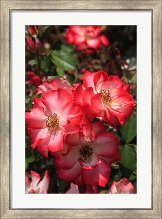 Framed Betty Boop Rose Is A Hybrid Rose With A Moderately Fruity Aroma Print