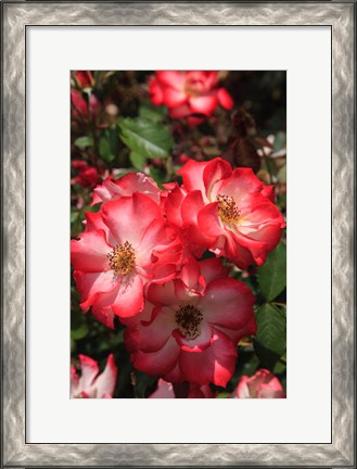 Framed Betty Boop Rose Is A Hybrid Rose With A Moderately Fruity Aroma Print