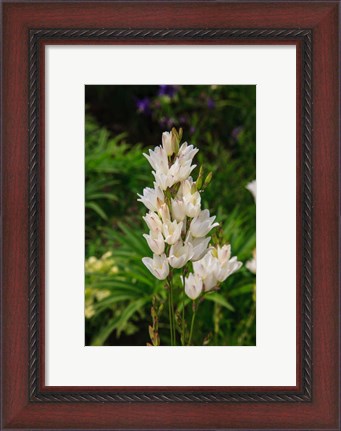 Framed Pasqueflower Is An Ember Of The Buttercup Family Print