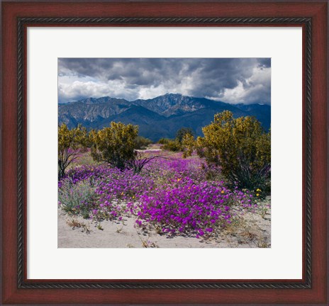 Framed Wildflowers In Spring, Coachella Valle Print