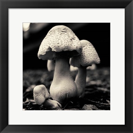 Framed Mushroom No. 3 Print