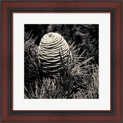 Framed Spruce Cone Print