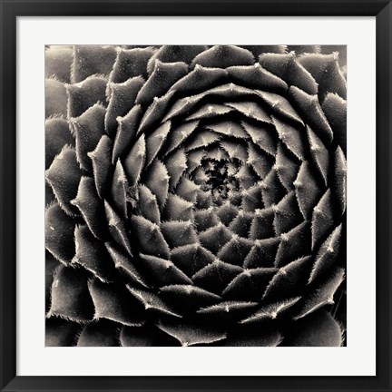 Framed Succulent Print