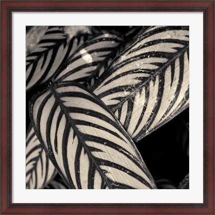 Framed Varigated Leaves No. 2 Print
