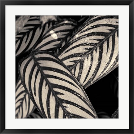 Framed Varigated Leaves No. 2 Print