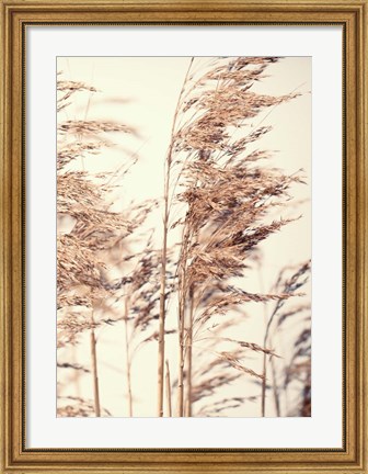 Framed Reed 1 Print