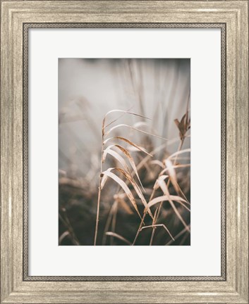 Framed Reed 2 Print