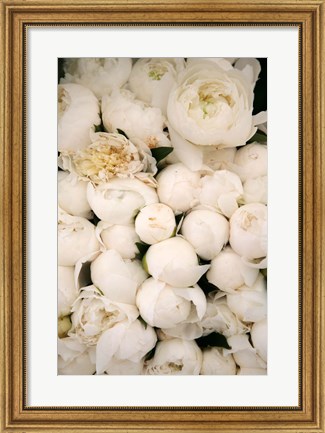 Framed Peony 1 Print