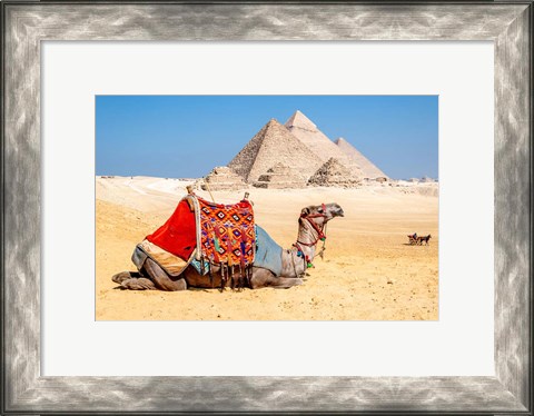 Framed Camel Resting by the Pyramids, Giza, Egypt Print