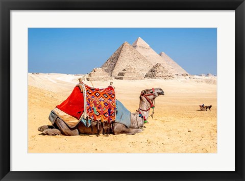 Framed Camel Resting by the Pyramids, Giza, Egypt Print